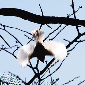 光を受けて飛ぶコガラ