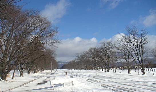 二十間道路の冬景色