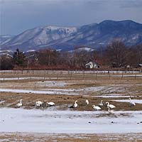 草地の白鳥