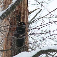 枝の陰にクマゲラ