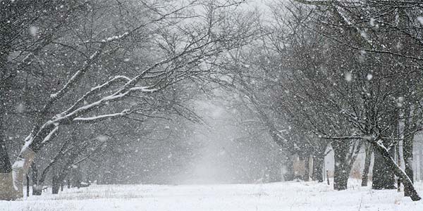 並木に大粒の雪