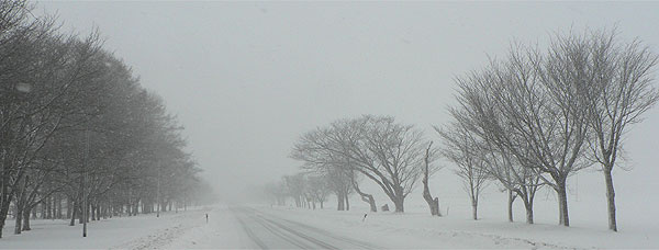 雪が降る並木