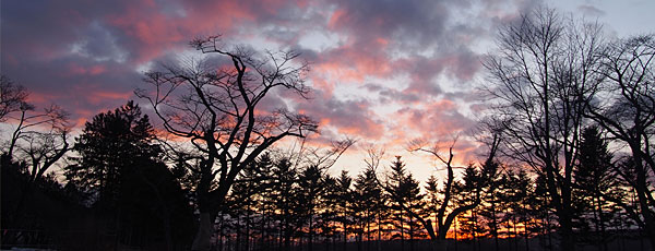 並木の夕焼け