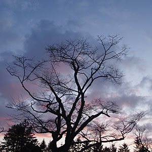 立ち木に夕暮れ