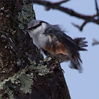 ゴジュウカラ