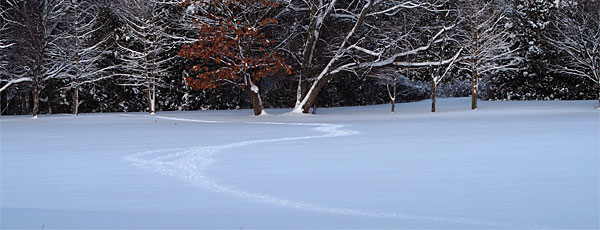 雪の上に通った跡