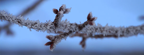 霜の着いた桜の枝