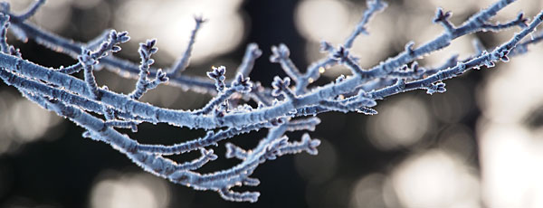 霜で白くなった桜の枝