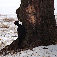 幹を突くクマゲラ