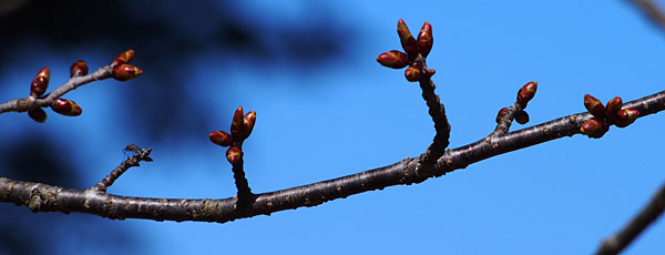 桜の枝