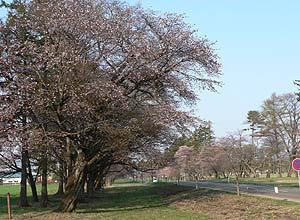 並木の終わる地点