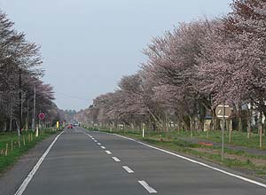 桜並木