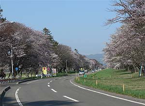 桜並木の始まり