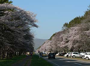 桜まつりの頃の駐車帯の様子