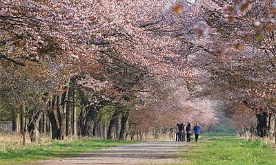 花のトンネル