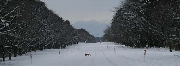 雪の並木道を渡るキツネ