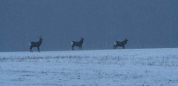 雪が降る中に３頭の鹿
