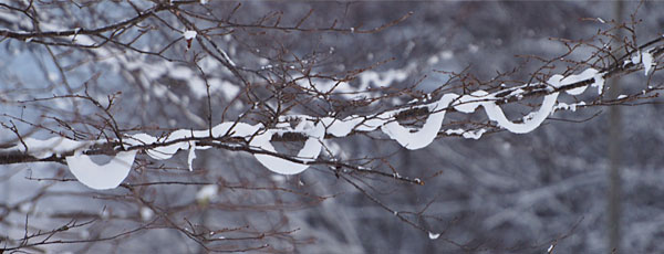 枝に垂れ下がる雪