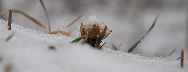 雪を冠った福寿草